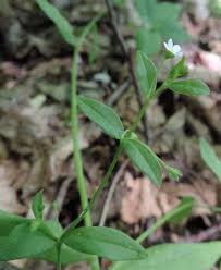 Attēlu rezultāti vaicājumam “Myosotis sparsiflora flower”