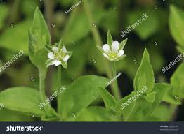 Attēlu rezultāti vaicājumam “Moehringia trinervia leaf”