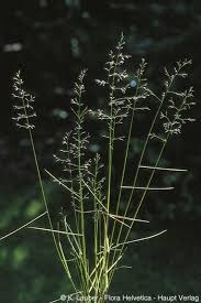 Attēlu rezultāti vaicājumam “Poa nemoralis fruit”