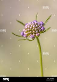 Attēlu rezultāti vaicājumam “Knautia arvensis bud”