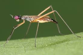 Attēlu rezultāti vaicājumam “Micropezidae”