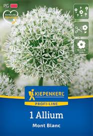 Image result for Zierlauch