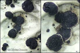 Attēlu rezultāti vaicājumam “Plectocarpon lichenum”