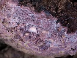 Attēlu rezultāti vaicājumam “Ceriporia excelsa”