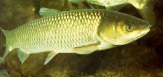 Image result for Ctenopharyngodon idella