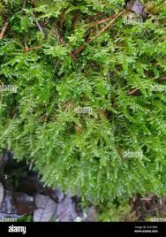 Attēlu rezultāti vaicājumam “Neckera complanata”