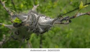 Attēlu rezultāti vaicājumam “Eriogaster lanestris larva”