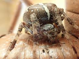 Attēlu rezultāti vaicājumam “Araneus diadematus female”