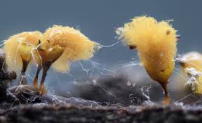 Attēlu rezultāti vaicājumam “Stemonitopsis typhina var. similis”