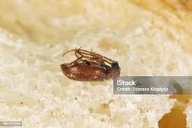 Attēlu rezultāti vaicājumam “Ptinus sp.”