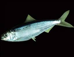Image result for Alosa sapidissima