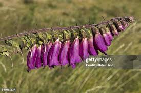 Image result for Fingerhut rot