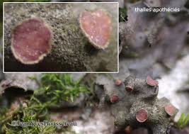 Attēlu rezultāti vaicājumam “Leptogium saturninum”