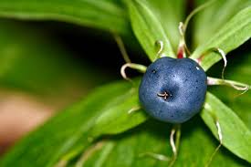 Attēlu rezultāti vaicājumam “Paris quadrifolia fruit”