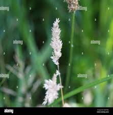 Attēlu rezultāti vaicājumam “Holcus lanatus  flower”