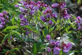 Attēlu rezultāti vaicājumam “Lathyrus”