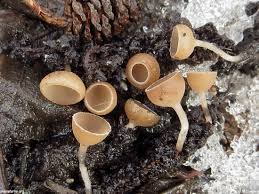 Attēlu rezultāti vaicājumam “Ciboria amentacea”