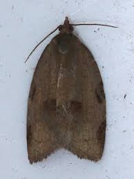 Attēlu rezultāti vaicājumam “Lozotaenia forsterana”