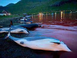 Image result for massacre golfinhos dinamarca