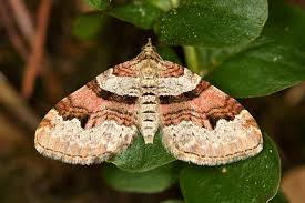 Attēlu rezultāti vaicājumam “Xanthorhoe designata”