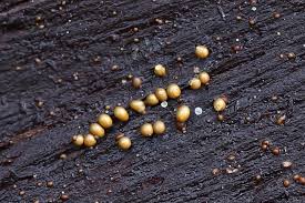 Attēlu rezultāti vaicājumam “Licea castanea macro”