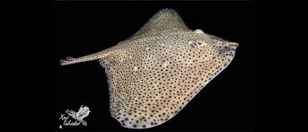 Image result for Raja brachyura