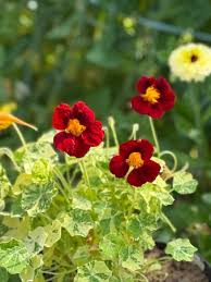 Attēlu rezultāti vaicājumam “Tropaeolum majus flower”