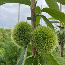 Attēlu rezultāti vaicājumam “Castanea sativa  fruit”