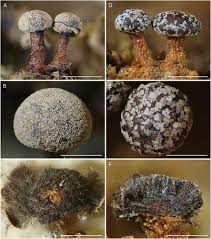 Attēlu rezultāti vaicājumam “Diderma chondrioderma spores”