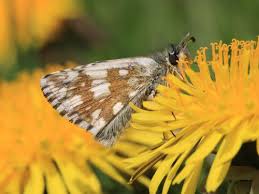 Attēlu rezultāti vaicājumam “Pyrgus serratulae”