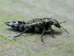 Attēlu rezultāti vaicājumam “Ontholestes murinus”