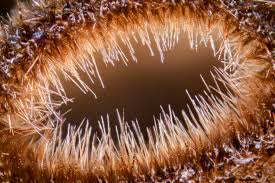 Attēlu rezultāti vaicājumam “Hyphodiscus hymeniophilus”