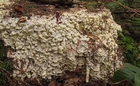 Attēlu rezultāti vaicājumam “Antrodia xantha”