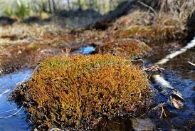 Attēlu rezultāti vaicājumam “Palustriella falcata”