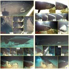 Image result for Somniosus pacificus