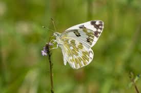 Attēlu rezultāti vaicājumam “Pontia edusa underside”