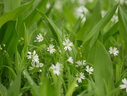 Attēlu rezultāti vaicājumam “Stellaria nemorum flower”
