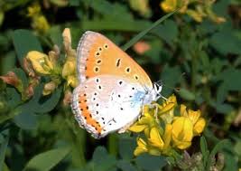 Attēlu rezultāti vaicājumam “Lycaena dispar female”