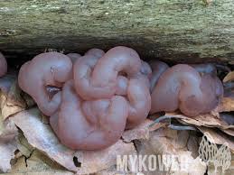 Attēlu rezultāti vaicājumam “Ascotremella faginea”