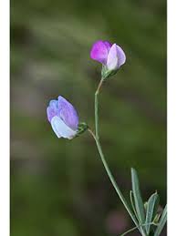 Attēlu rezultāti vaicājumam “Lathyrus palustris flower”