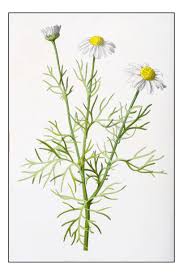 Attēlu rezultāti vaicājumam “Tripleurospermum inodorum flower”