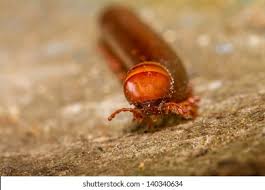 Attēlu rezultāti vaicājumam “Scardia boletella exuvia”