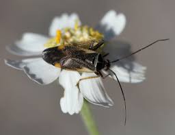 Attēlu rezultāti vaicājumam “Adelphocoris seticornis”