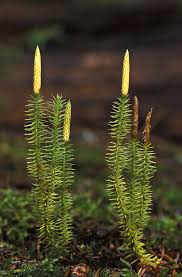 Attēlu rezultāti vaicājumam “Lycopodium annotinum”