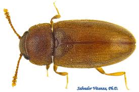 Attēlu rezultāti vaicājumam “Erotylidae”