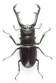 Attēlu rezultāti vaicājumam “Lucanidae”