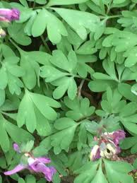 Attēlu rezultāti vaicājumam “Corydalis solida leaf”