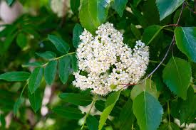 Attēlu rezultāti vaicājumam “Sorbus aucuparia flower”