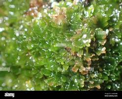 Attēlu rezultāti vaicājumam “Riccardia palmata”