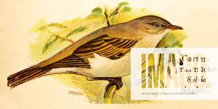 Attēlu rezultāti vaicājumam “Sylvia borin”